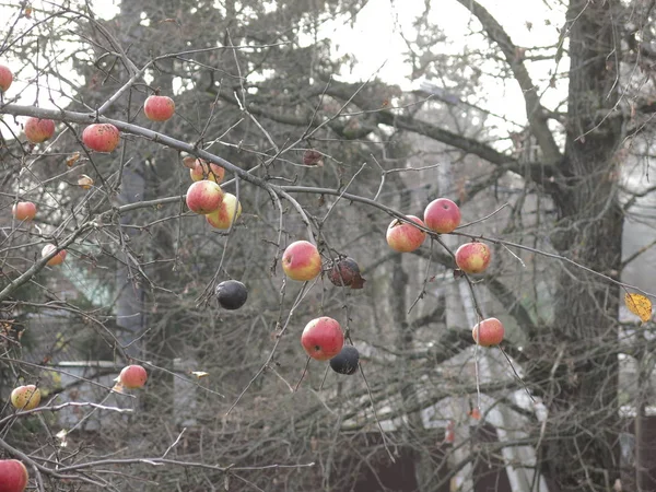Μήλα Κρέμονται Στα Κλαδιά Μιας Μηλιάς Φθινόπωρο — Φωτογραφία Αρχείου