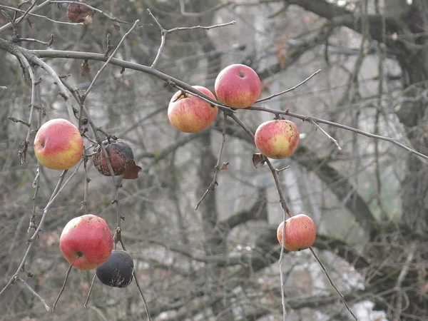 Μήλα Κρέμονται Στα Κλαδιά Μιας Μηλιάς Φθινόπωρο — Φωτογραφία Αρχείου