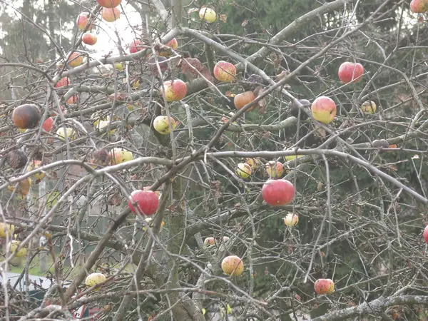 Äpfel Hängen Herbst Den Zweigen Eines Apfelbaums — Stockfoto