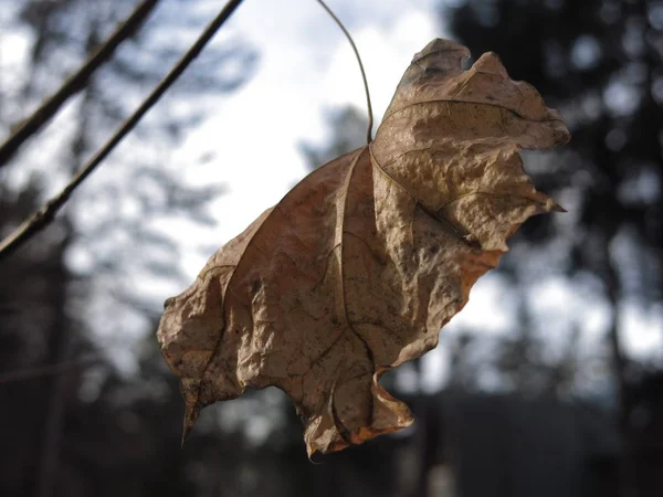 Ostatni Liść Klonu Gałęzi Jesienią — Zdjęcie stockowe
