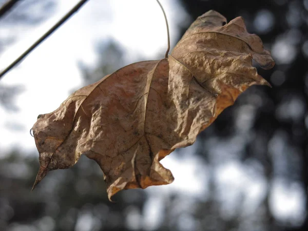 Dernière Feuille Érable Sur Branche Automne — Photo