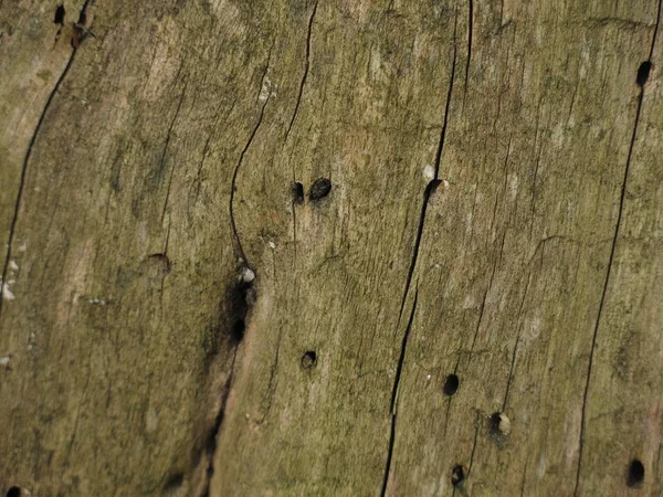 green rotten wood, eaten by insects