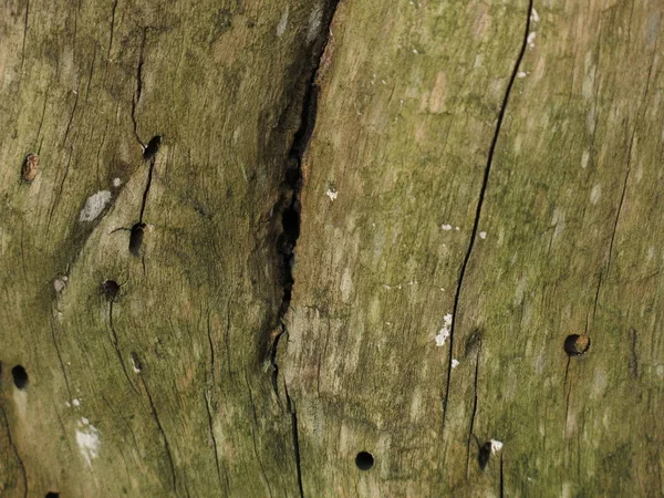 green rotten wood, eaten by insects