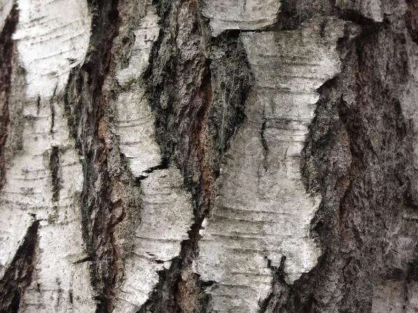 Écorce Bouleau Noir Blanc — Photo