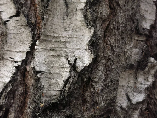 Siyah Beyaz Huş Ağacı Kabuğu — Stok fotoğraf