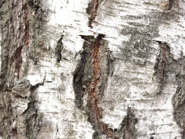 Écorce Bouleau Noir Blanc — Photo