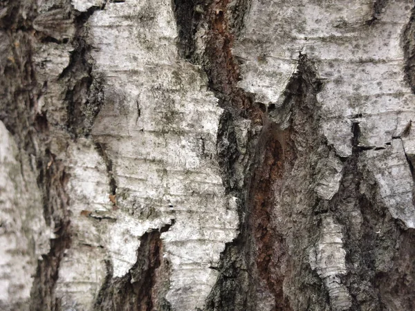 Écorce Bouleau Noir Blanc — Photo