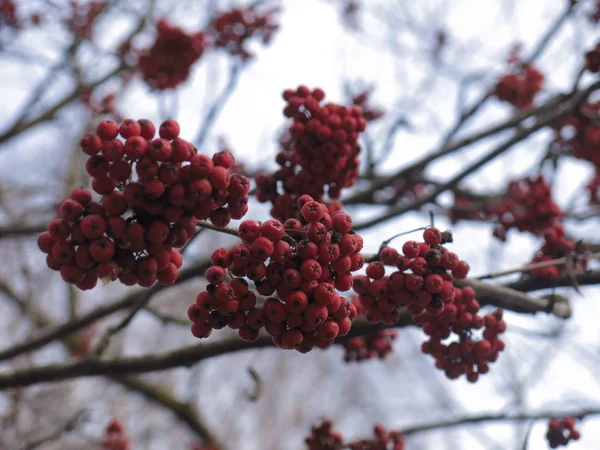 Grappes Frêne Rouge Automne — Photo