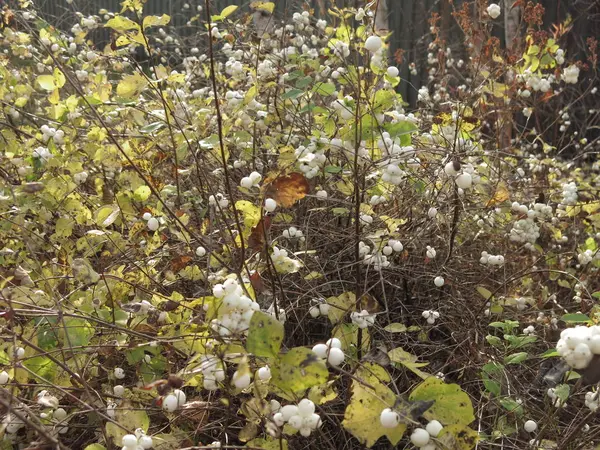 Cespugli Autunnali Con Bacche Bianche — Foto Stock