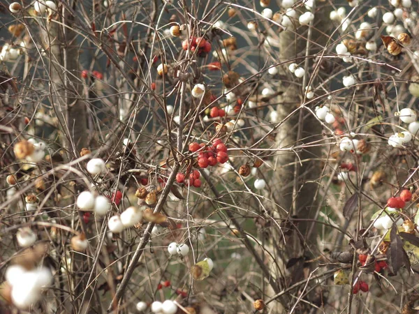 Arbustos Con Bayas Rojas Blancas — Foto de Stock