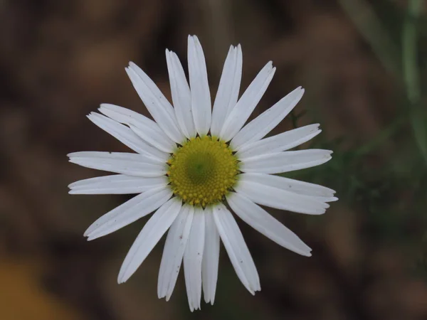 Margarita Blanca Con Centro Amarillo —  Fotos de Stock