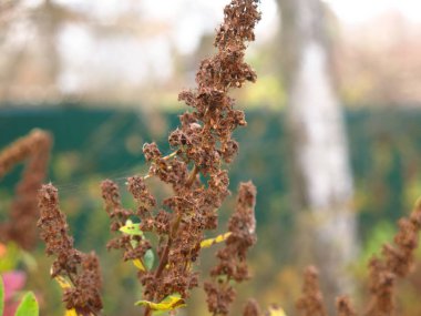 Kurumuş sonbahar otlarının kuru panikleri