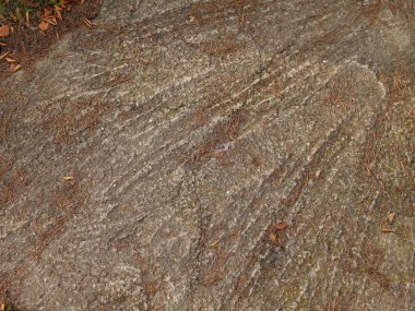 sonbahar çam iğneleriyle kaplı beton