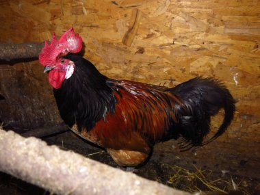 Tavuk kümesinde Alman horozu.