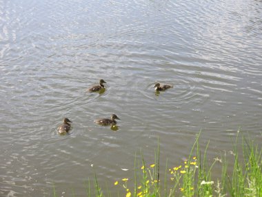 Gölette yüzen ördek yavrularıyla ördek