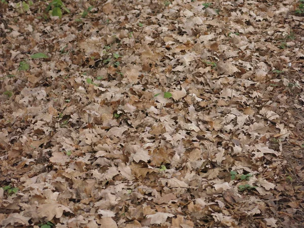 Herbstgelbes Laub Fällt Auf Den Boden — Stockfoto