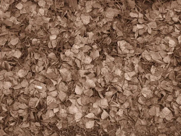 Fallen Autumn Yellow Leaves Ground — Stock Photo, Image