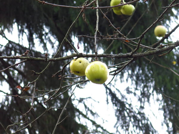 green apples in autumn on the branches