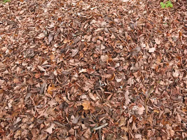 Herfstbladeren Liggen Grond — Stockfoto