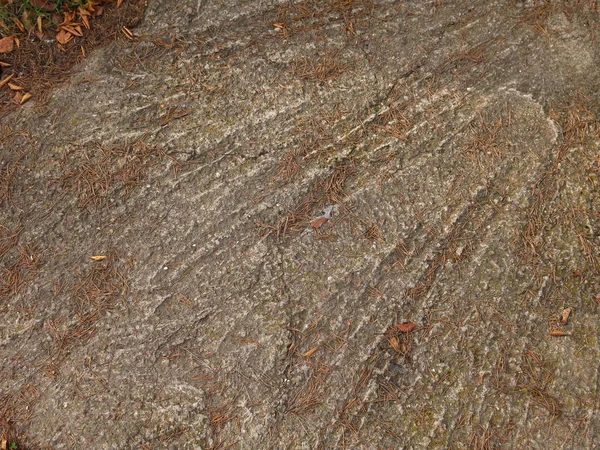 Cobertura Concreto Com Agulhas Pinho Outono — Fotografia de Stock