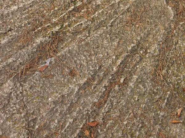 Betonnen Bekleding Met Herfstdennennaalden — Stockfoto