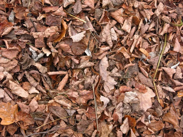 Folhas Outono Jazem Chão — Fotografia de Stock