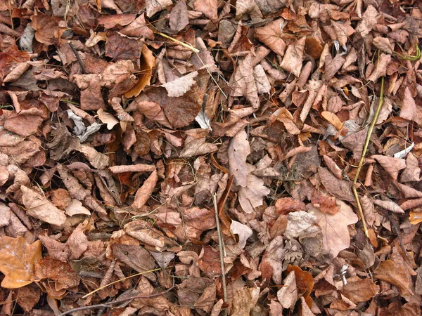 Foglie Autunnali Trovano Terra — Foto Stock