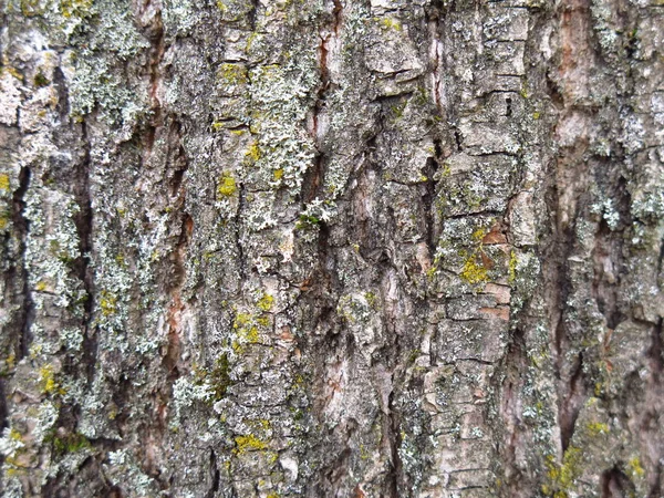 Grå Grov Bark Ett Träd Med Grön Mossa — Stockfoto