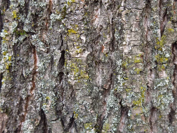 Écorce Rugueuse Grise Arbre Mousse Verte — Photo