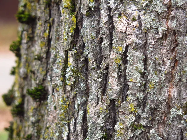 Gray Rough Rough Bark Tree Green Moss — ストック写真