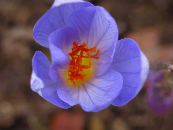 Crocus Biru Dengan Tengah Kuning — Stok Foto