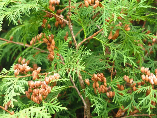 Les Branches Vertes Genévrier Aux Baies Brunes — Photo