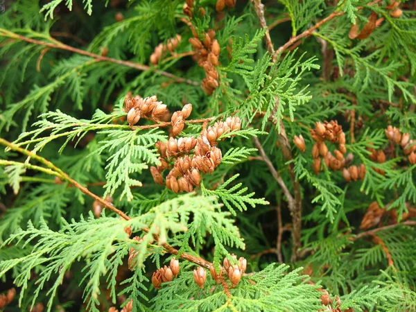 Les Branches Vertes Genévrier Aux Baies Brunes — Photo