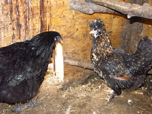 鸡舍里的农场鸡 — 图库照片