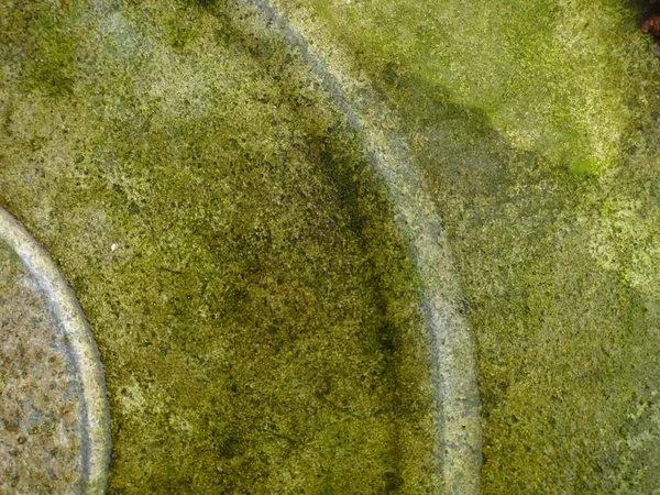 Molde Verde Superficie Metálica —  Fotos de Stock