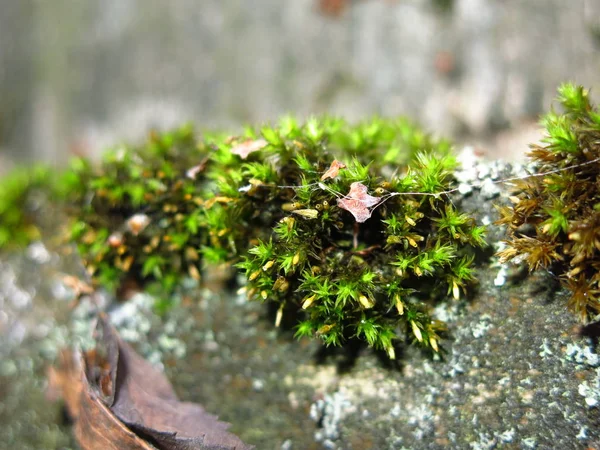 Green Moss Grew Old Rotten Piece Wood — ストック写真