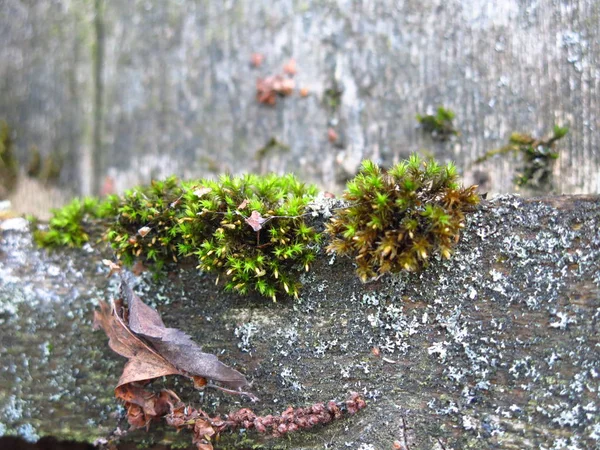 Mousse Verte Poussait Sur Vieux Morceau Bois Pourri — Photo