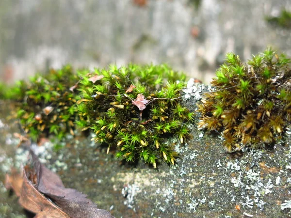 Green Moss Grew Old Rotten Piece Wood — ストック写真