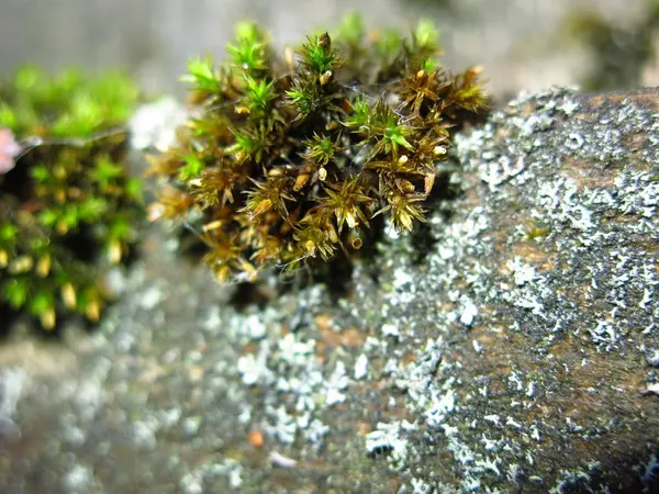 Green Moss Grew Old Rotten Piece Wood — Stock Photo, Image