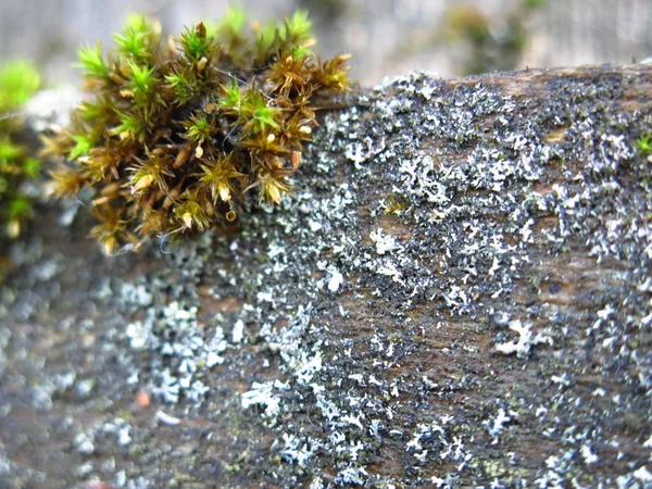 Green Moss Grew Old Rotten Piece Wood — ストック写真