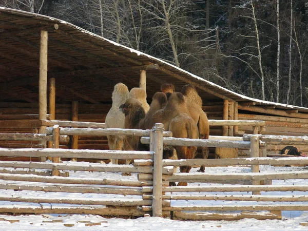 Kamelen Eten Hooi Winter — Stockfoto