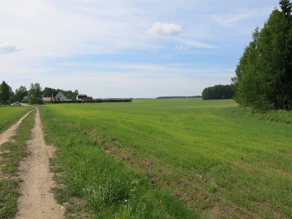 Road Green Field Clear Day Summer — Stock Photo, Image