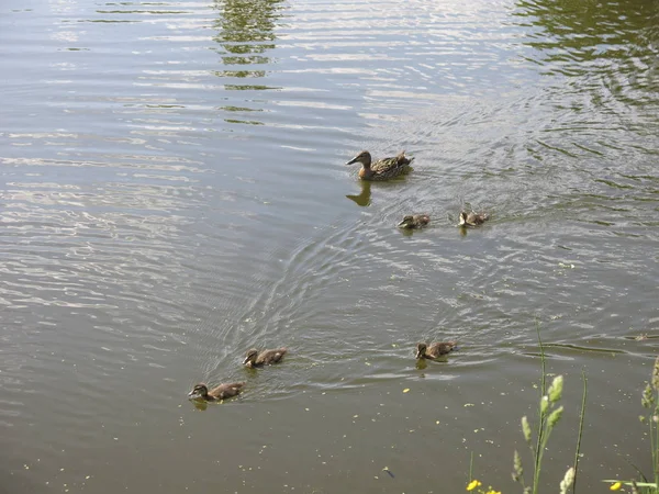 Ente Mit Entchen Schwimmt Teich — Stockfoto