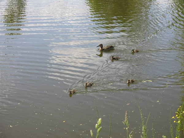 Ente Mit Entchen Schwimmt Teich — Stockfoto