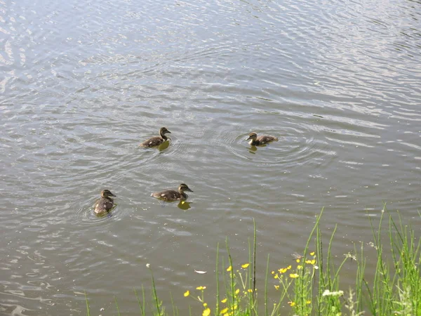 Kachna Ducklings Koupání Rybníku — Stock fotografie