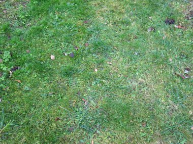 Sonbaharda çimenlikte yeşil çimenler