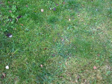 Sonbaharda çimenlikte yeşil çimenler