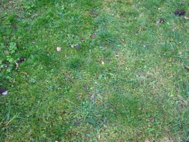 Sonbaharda çimenlikte yeşil çimenler