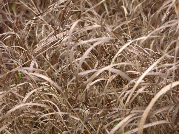 yellowed autumn grass with long leaves bows in the wind