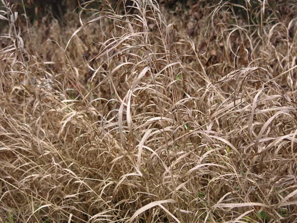 Erba Autunnale Ingiallita Con Lunghe Foglie Archi Nel Vento — Foto Stock